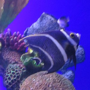 striped angelfish acuario inbursa