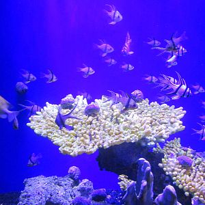 cardinalfish acuario inbursa