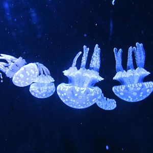 jellyfish acuario inbursa