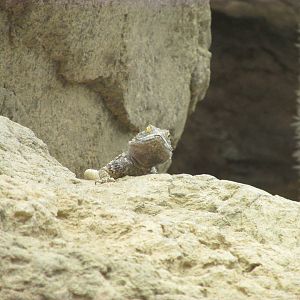 Lizard​ Waiting for Meal