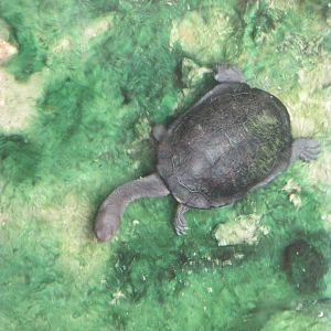 Australian Snake Neck Turtle