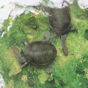 Australian Snake Neck Turtles