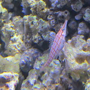 long nose hawkfish acuario inbursa