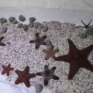 starfish exhibit acuario inbursa