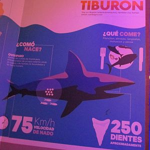shark sign acuario inbursa