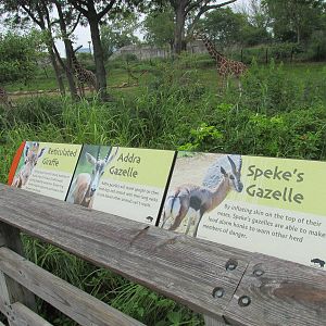 Giraffe Exhibit Species List