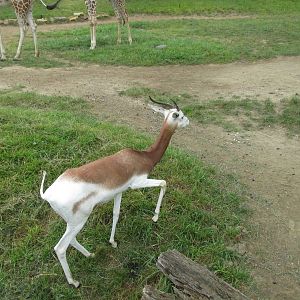 Addra Gazelle