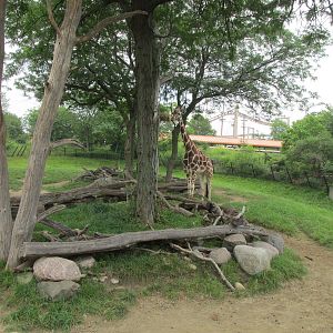 Giraffe Exhibit