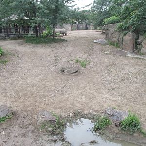 White Rhino Exhibit