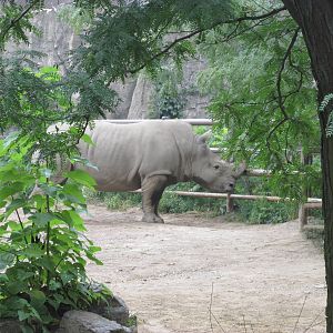 White Rhino