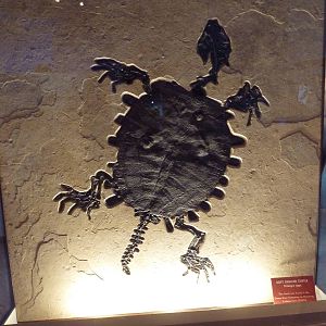 Soft-Shelled Turtle Fossil