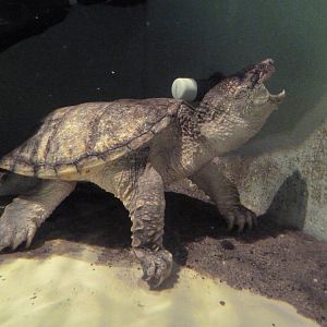 Common Snapping Turtle