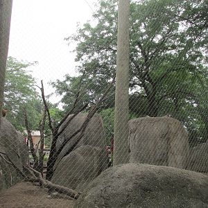 Guinea Baboon Exhibit