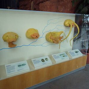 Insect Exhibit