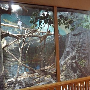 Black-Billed Magpie Aviary