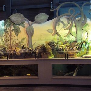 South American Lungfish + Common Snapping Turtle Exhibits