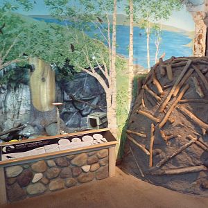 Common Crow Exhibit + Beaver Pond