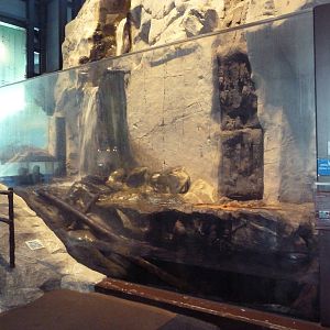 North American River Otter Exhibit
