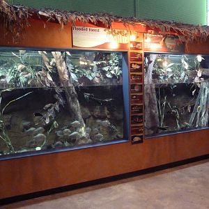 Amazing Amazon Gallery - Flooded Forest Exhibit
