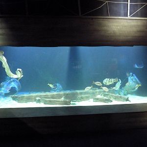 Shipwrecks Alive! - New in 2014