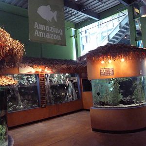 Amazing Amazon Gallery