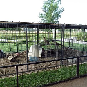 Caracal Exhibit - Educational Animals