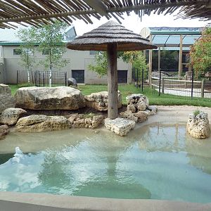 Pygmy Hippo Exhibit - New for 2014