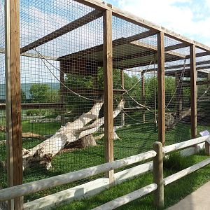 DeBrazza Monkey Exhibit