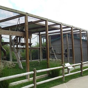 Schmidt's Guenon Exhibit