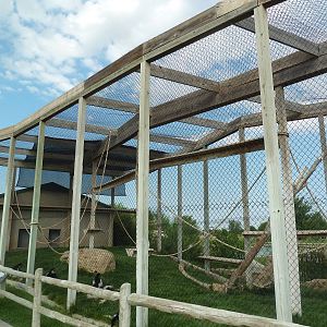 Colobus Monkey Exhibit