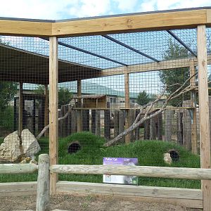 Pallas Cat Exhibit