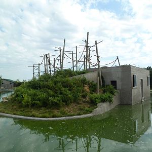 White-Handed Gibbon Exhibit