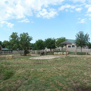 Indian Rhino Exhibit