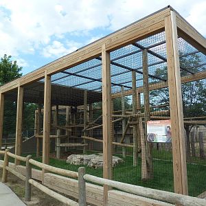 Javan Langur Exhibit