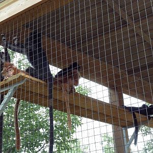 Javan Langurs (the only ones in America?)