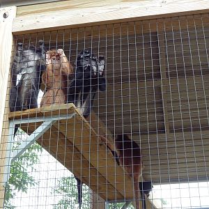 Javan Langurs (the only ones in America?)