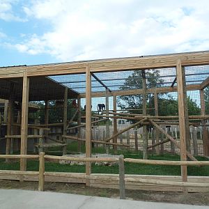Javan Langur Exhibit