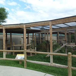 Serval Exhibit