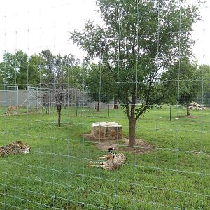 Cheetah Exhibit