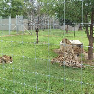 Cheetah Exhibit