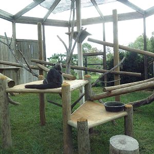 Binturong Exhibit