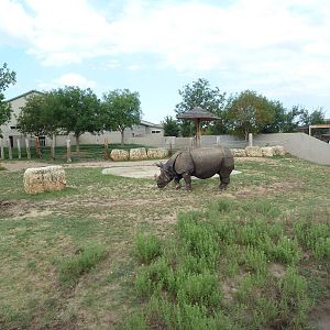 Indian Rhino Exhibit