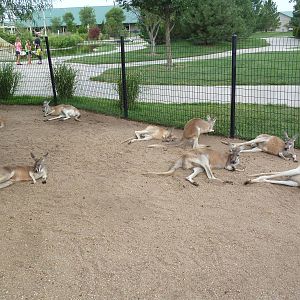Red Kangaroos