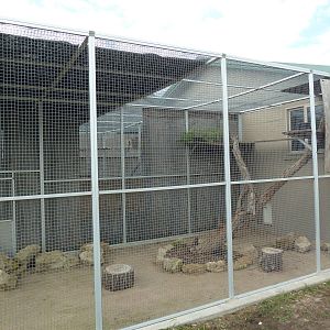 Red Panda Exhibit (an elderly specimen)