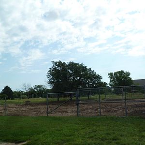 Grevy's Zebra Exhibit