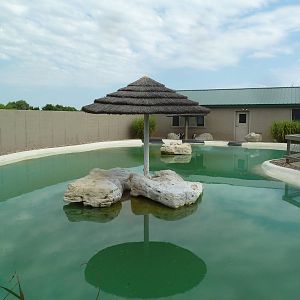 African Black-Footed Penguin Exhibit
