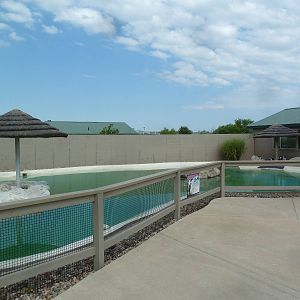 African Black-Footed Penguin Exhibit