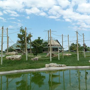 Siamang Exhibit