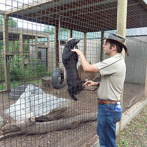 Ratel + Assistant Director