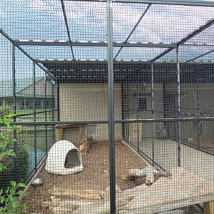 African Crested Porcupine Exhibit